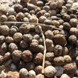 Značajke korištenja zečjeg gnoja kao gnojiva